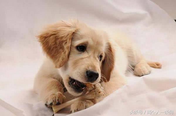 如何养成听话狗狗,如何培养狗狗的定点吃饭的习惯