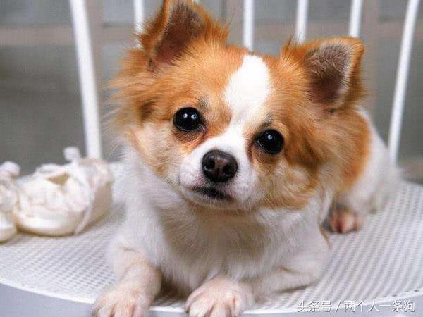 如何养成听话狗狗,如何培养狗狗的定点吃饭的习惯