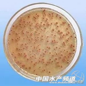 水产养殖中微生物制剂都有哪些,水产微生态制剂使用原则和方法