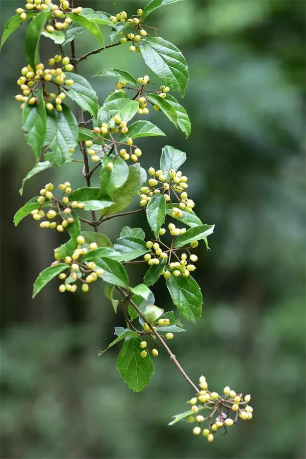 植物调查心得体会,考察植物种类实践活动心得体会