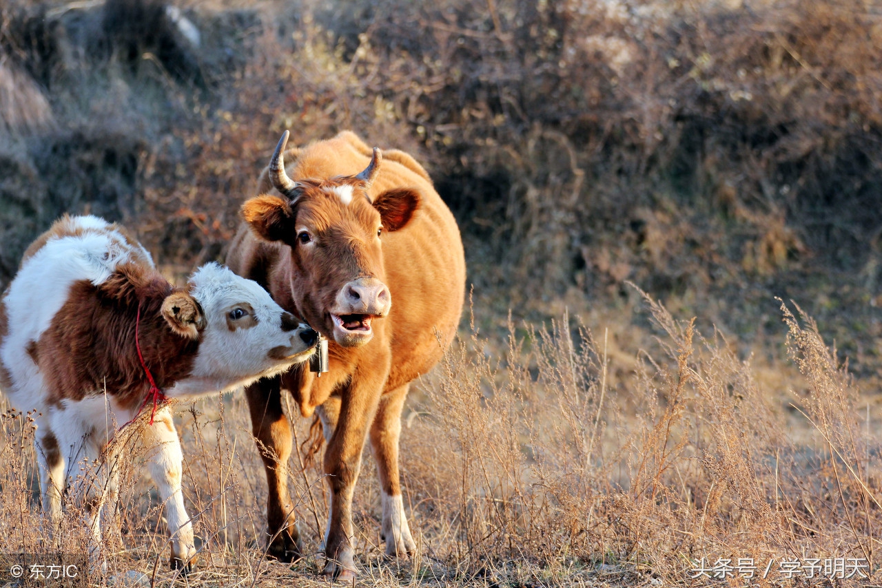 大语文对孩子学习的重要性,动物母性与人类母爱