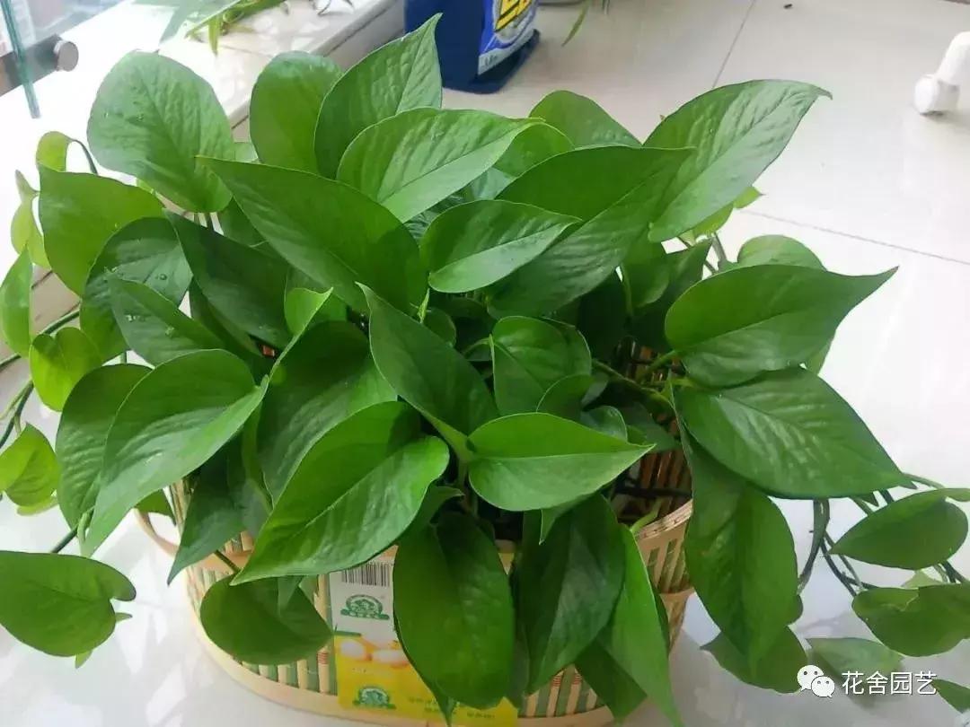 只要三分钟，马上成为绿萝的“医生”，在这个季节药到病除