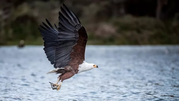 最恐怖的拍摄经历｜我在非洲被长颈鹿强吻了……