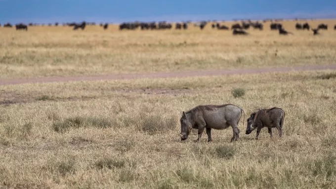 最恐怖的拍摄经历｜我在非洲被长颈鹿强吻了……