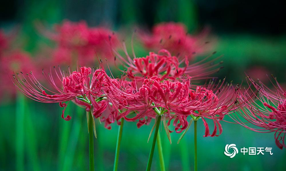 重庆主城哪里可以看曼珠沙华 (雨中的曼珠沙华)