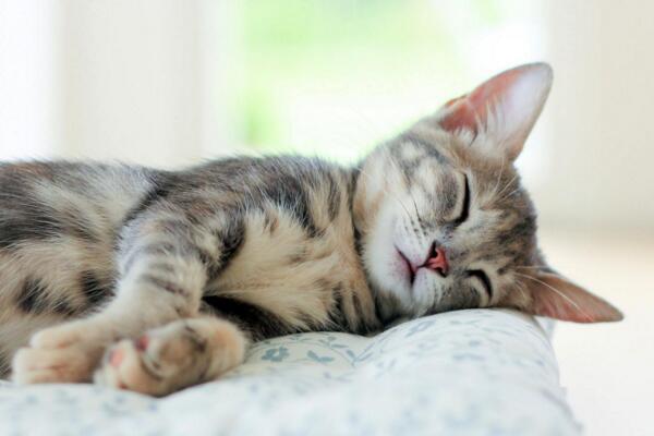 猫咪毛囊炎尾巴感染化脓怎么处理,猫咪毛囊炎掉毛怎么办