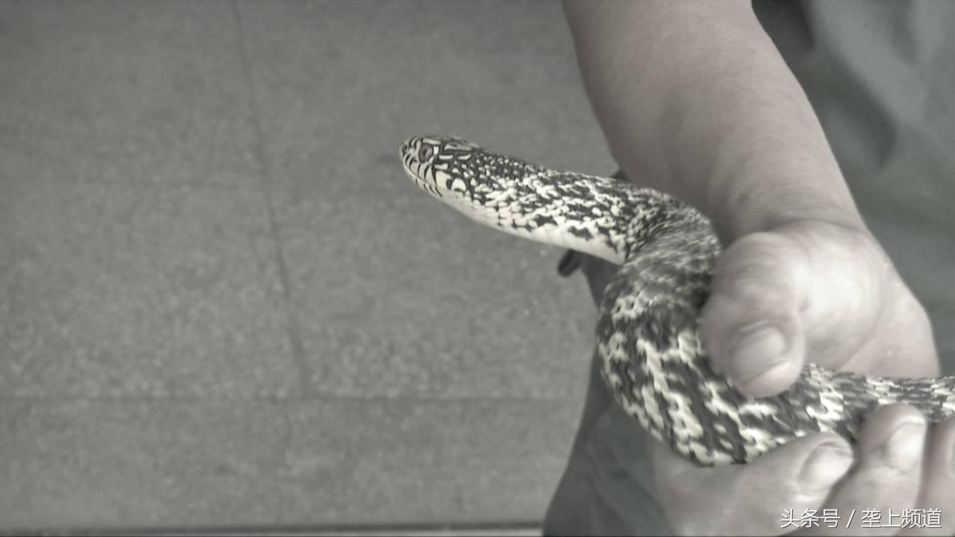 养蛇有利润吗,养蛇真能致富