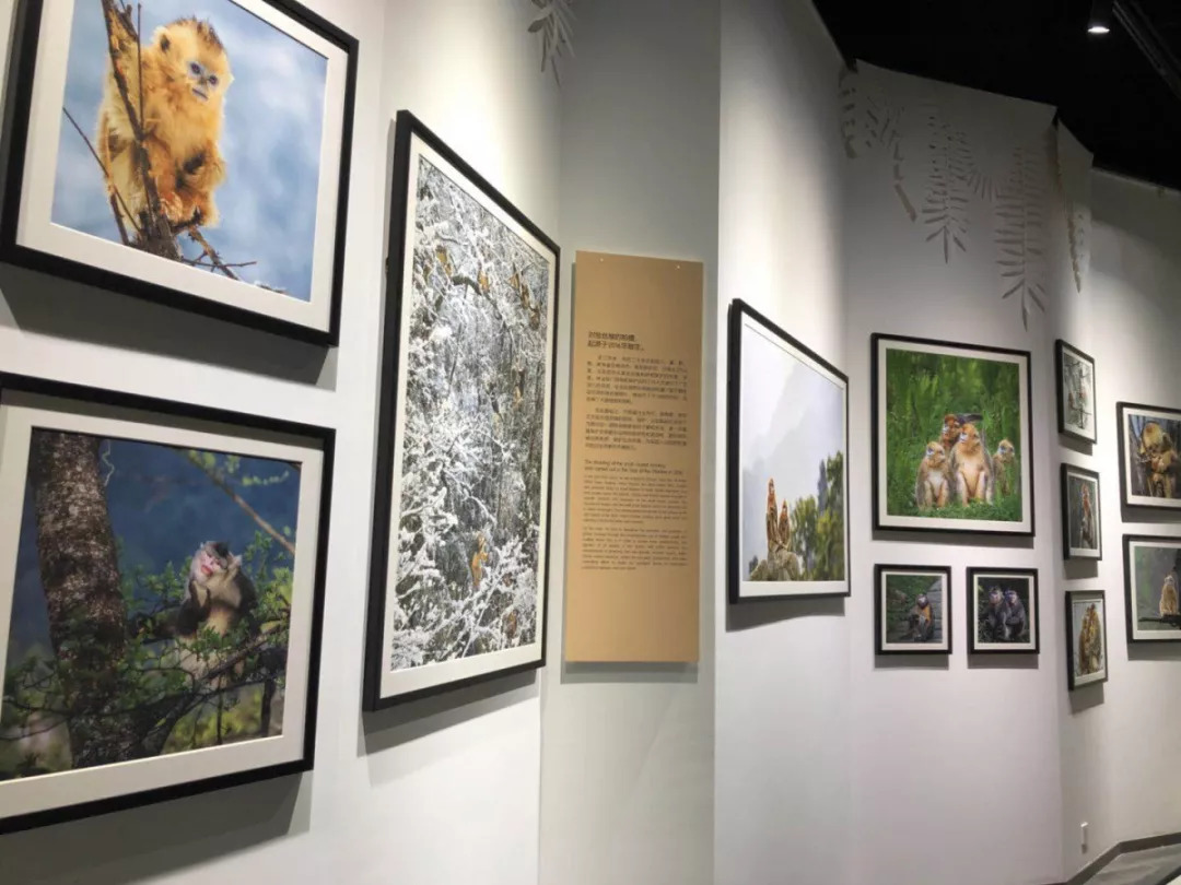 羊驼开门视频,羊驼出门迎接主人