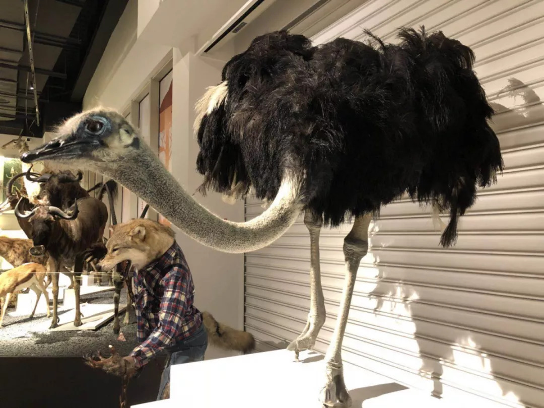 羊驼开门视频,羊驼出门迎接主人