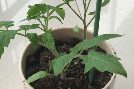 阳台种菜种小萝卜,阳台种菜自己种点豌豆尖