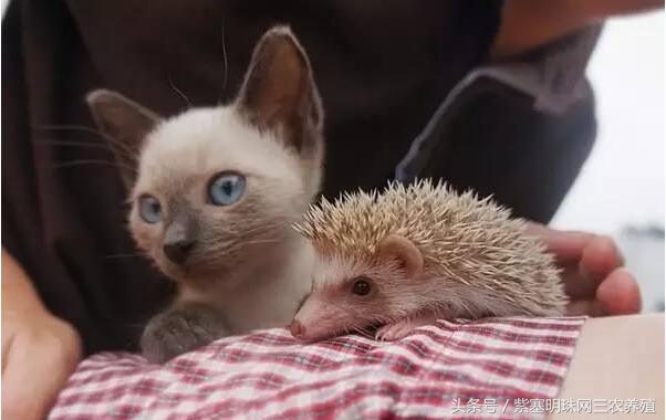 刺猬养殖实用技术,刺猬养殖技巧图解大全