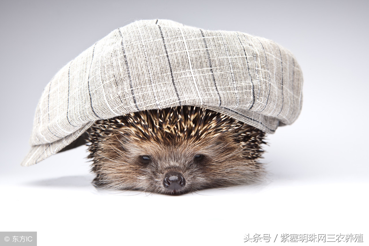 紫珠盆栽的养殖方法和注意事项,紫珍珠的养殖方法及注意事项