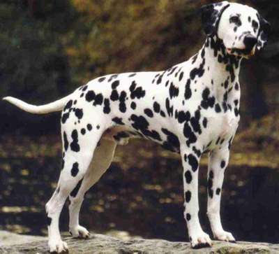 斑点狗会是非常出色的伴侣犬,斑点狗是不是就是大麦町犬