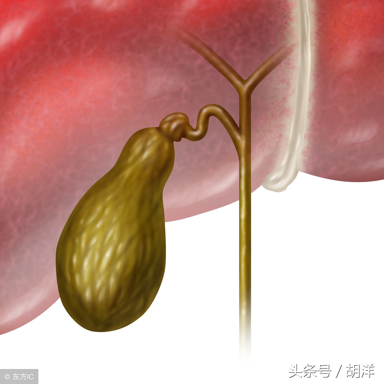 肝脏损伤用护肝药几天能缓解,药吃多了肝脏受损要多久才能恢复