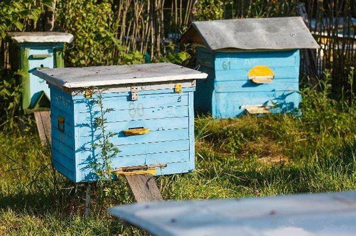 怎样饲养中蜂强群,中蜂维持强群的养殖方法