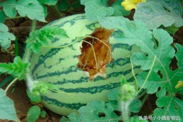 喜鹊有多坏,喜鹊祸害庄稼