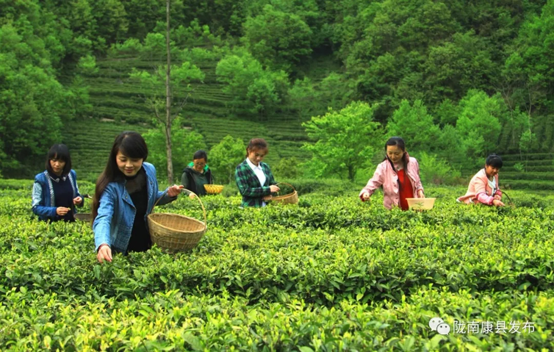 甘肃康县山珍图片,青岛康县山珍图片