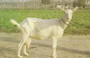 奶山羊管理,奶山羊饲养管理技术和方法