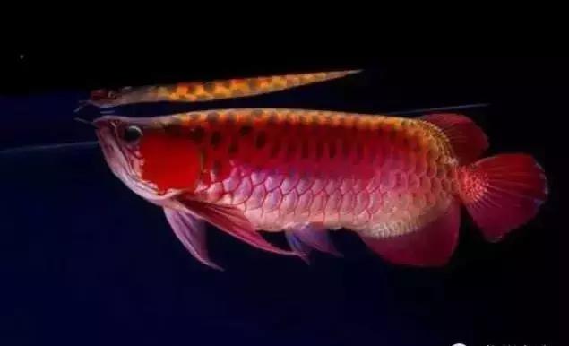 龙鱼怎么区分高背或过背,龙鱼英国大白片真假鉴别