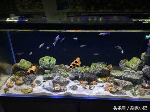 鱼缸造景分类及图解,鱼缸造景分哪些
