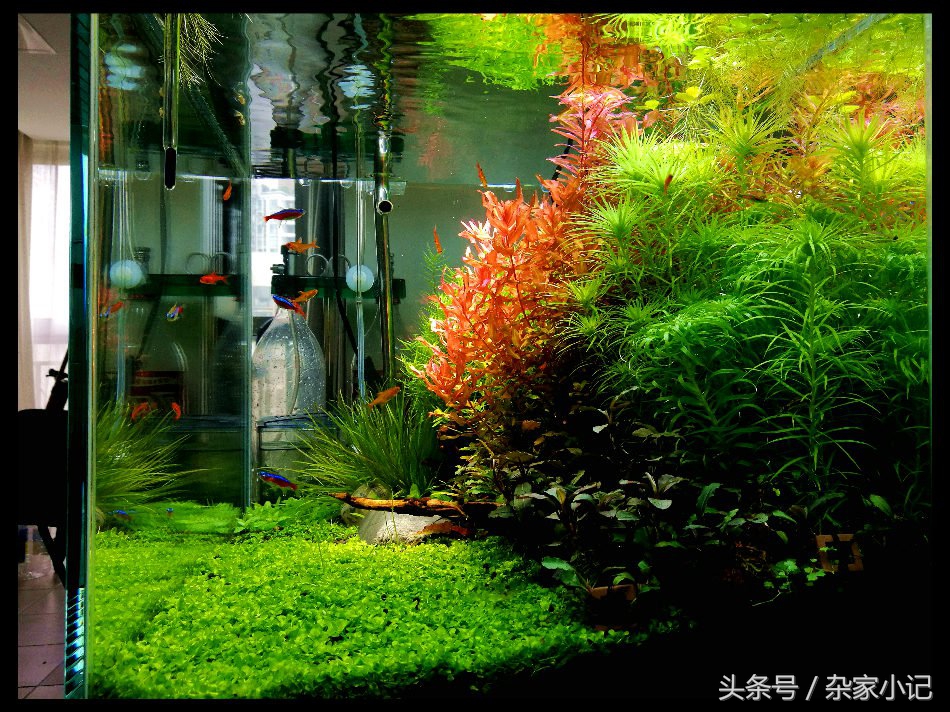 鱼缸造景分类及图解,鱼缸造景分哪些