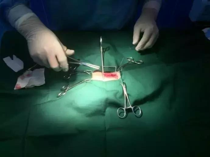 宠物绝育有科学依据吗,狗狗绝育好还是不绝育好呢