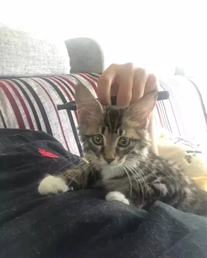 刚带回家的猫咪怎么跟其它猫隔离,刚带回来的猫咪比较凶怎么办