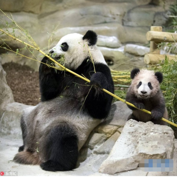 你见过熊猫的视频,限量版的熊猫金币