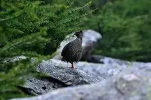 最新｜“鳌太穿越”全面禁止！