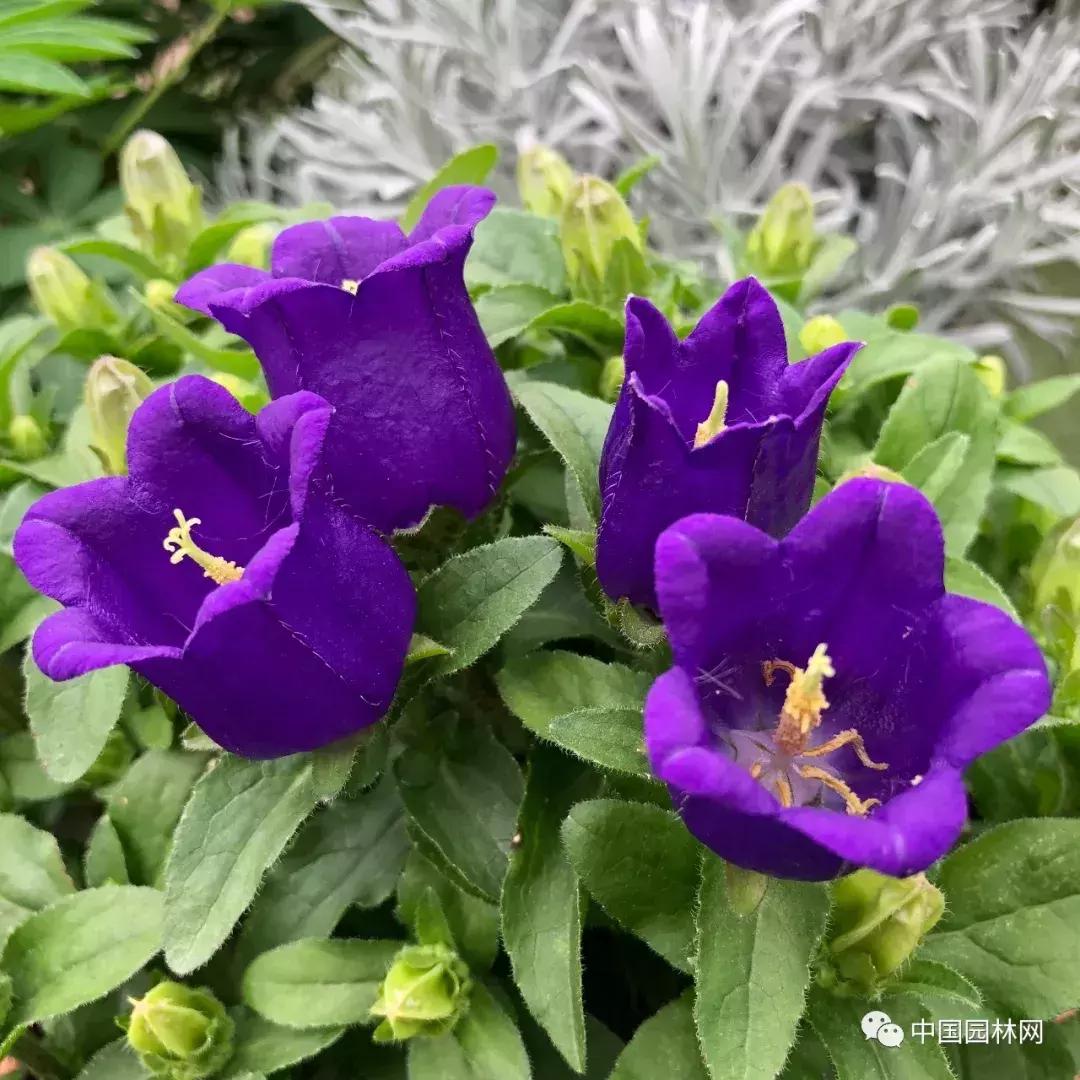 风铃草欣赏,风铃草的生长特点