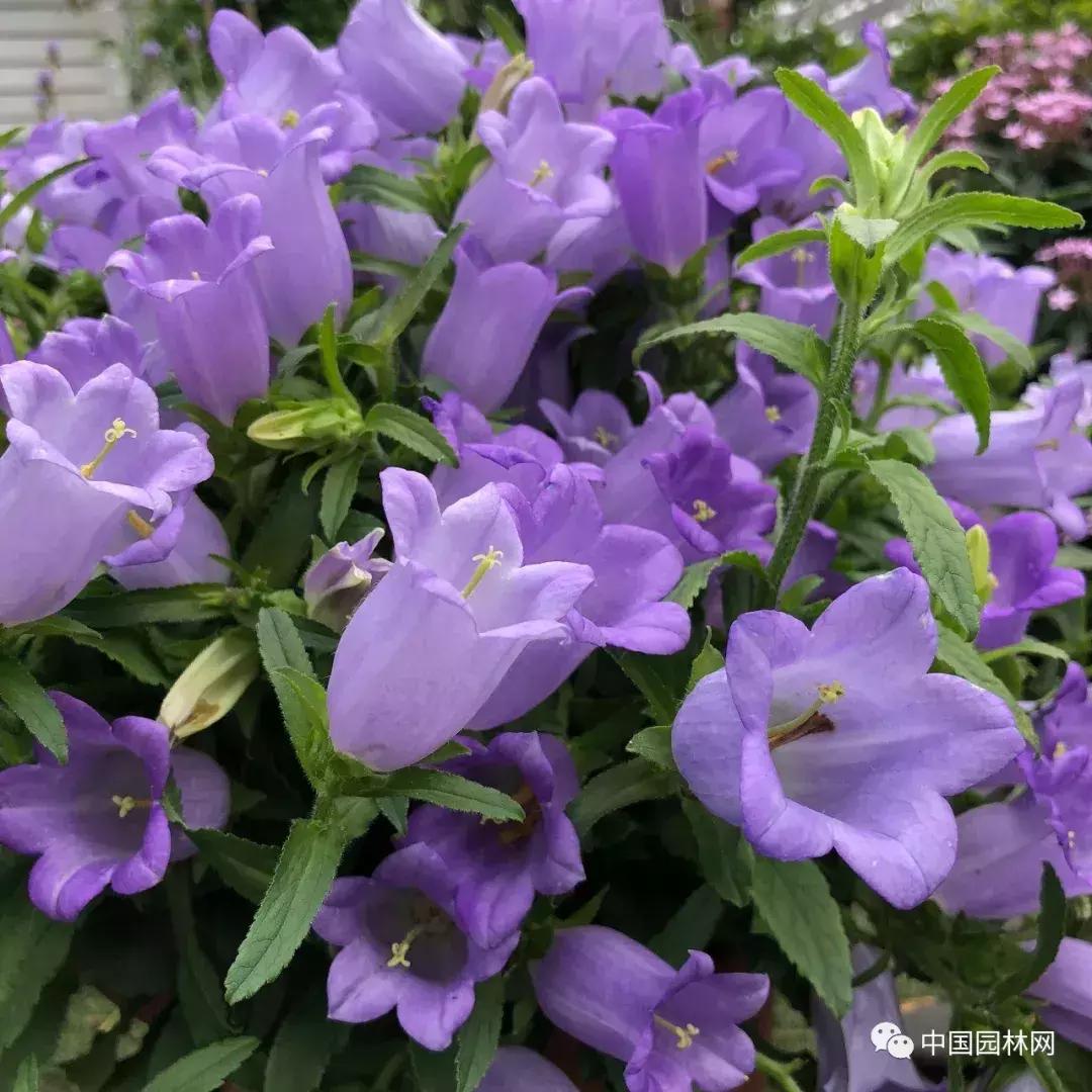 风铃草欣赏,风铃草的生长特点