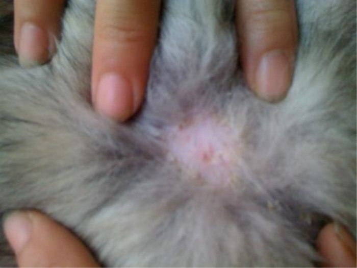 狗狗吃鸡蛋要怎么吃比较好,狗狗吃鸡蛋的讲究