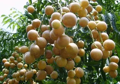 史上最奇葩的海南酒,海南奇葩饮料