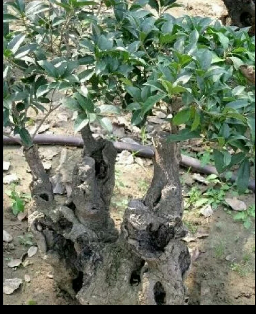中国十大名贵桂花排名,桂花哪几个品种比较好看