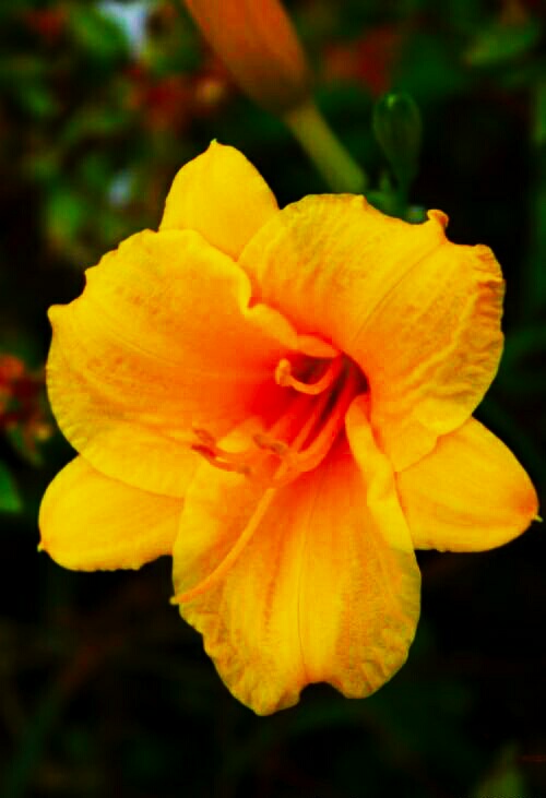 金娃娃萱草能吃吗,金娃娃萱草几月开花