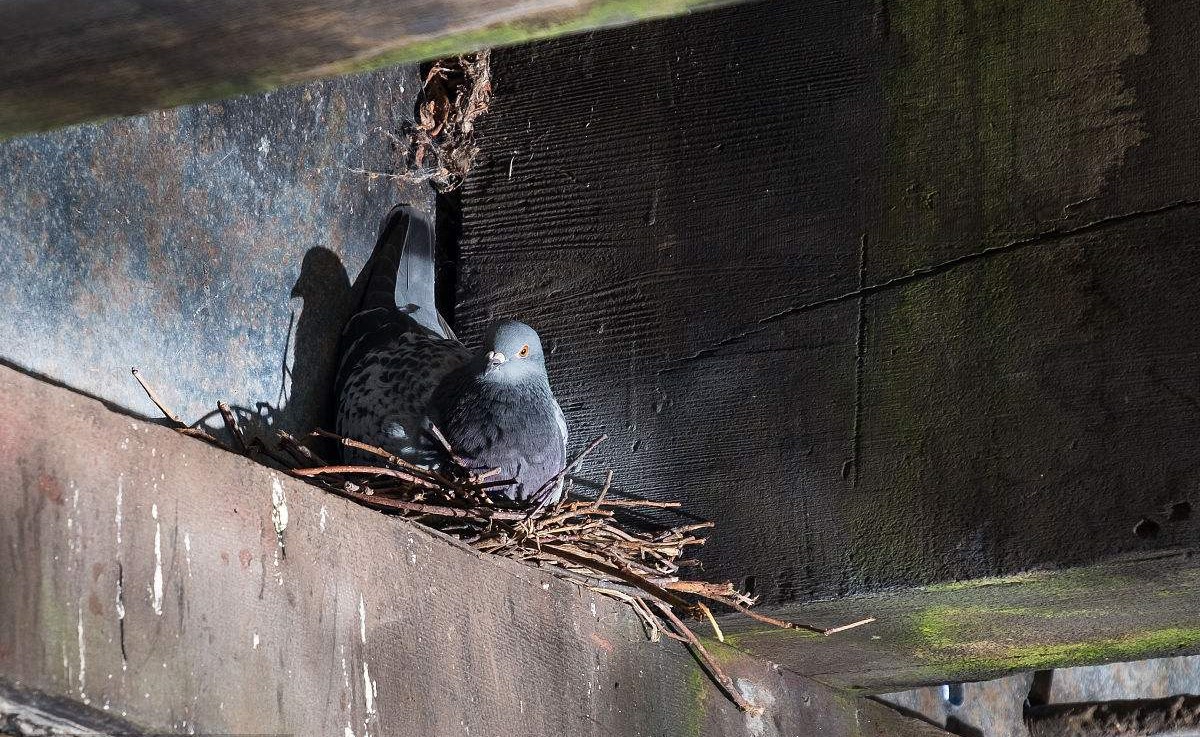 古代的飞鸽传书是怎么做到的,电脑飞鸽传书是什么软件
