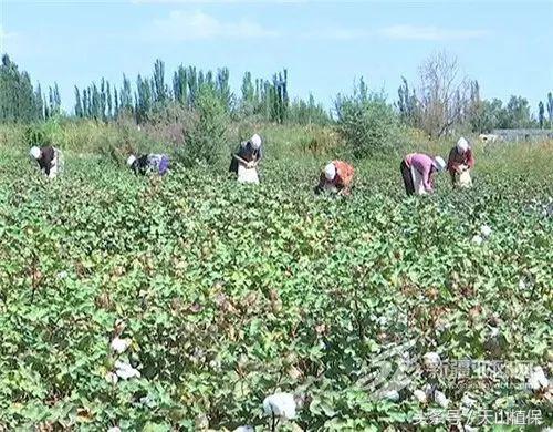 新疆南疆籽棉收购价最新行情,今日北疆各兵团籽棉收购价