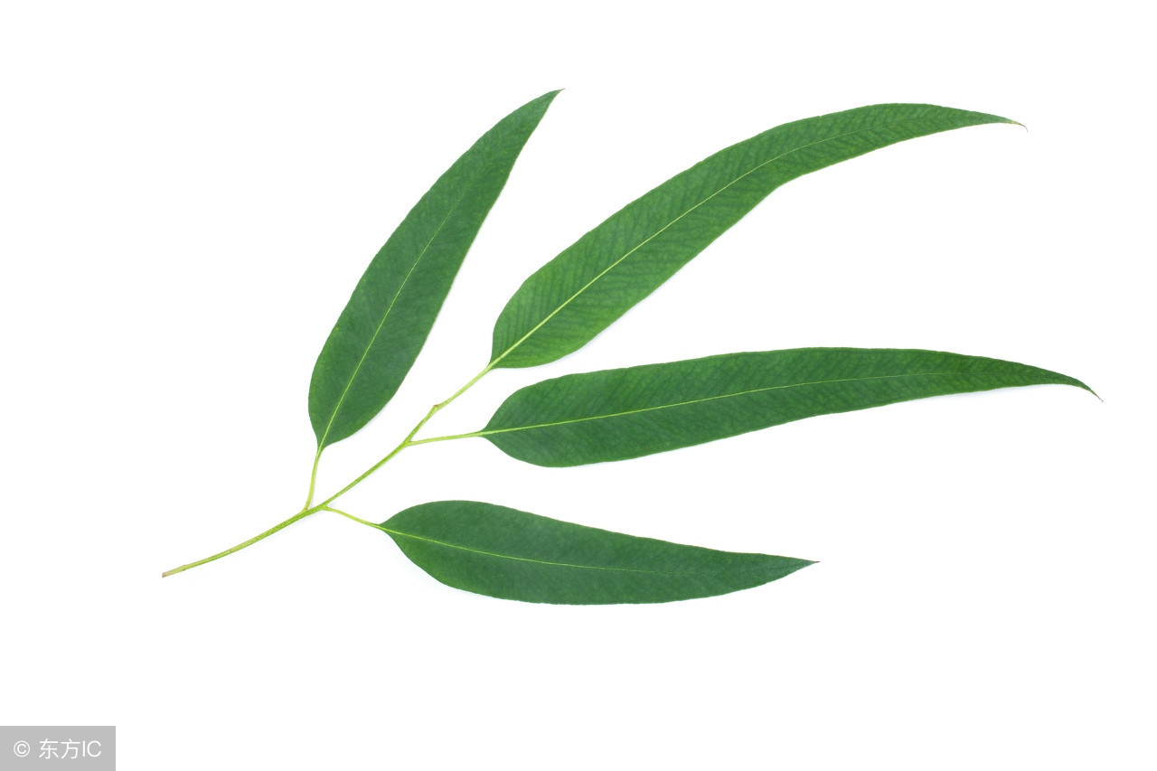 床上螨虫多?需一片叶子,不到1块钱,螨虫有多少死多少