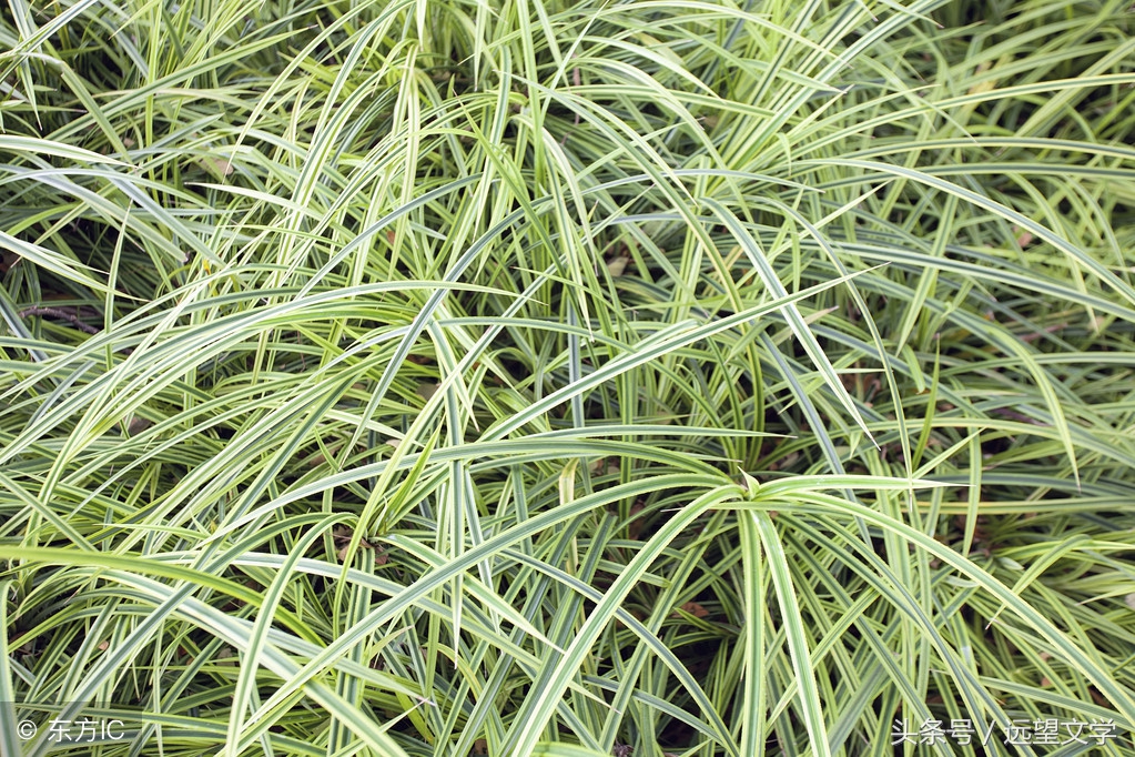 「文化」孩子得了怪病，他指着地上的草，说这是奇药