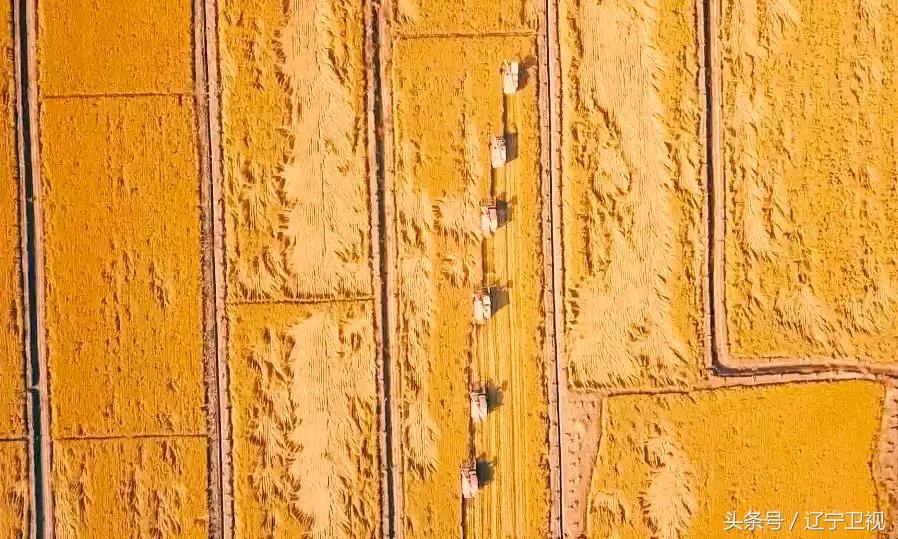 辽宁粮食节直播,辽宁卫视丰收节现场直播