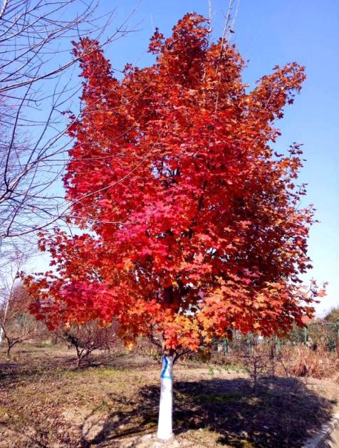 浙江长兴苗木展会,2020中国长兴苗木大会