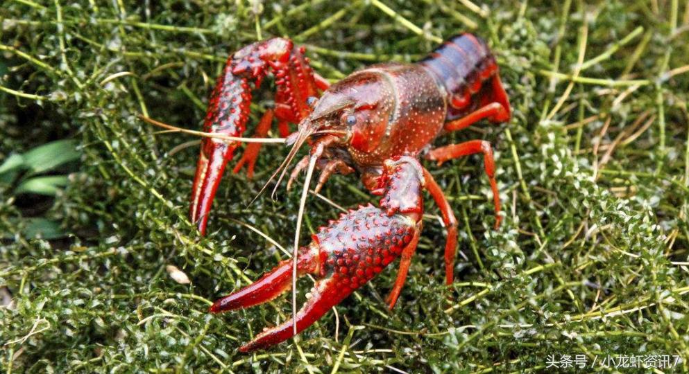 小龙虾一般在什么时候产卵,小龙虾产卵环境要求