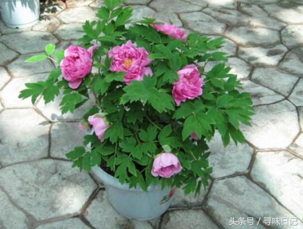 鲜花能做什么美食,鲜花可以用来做什么吃的