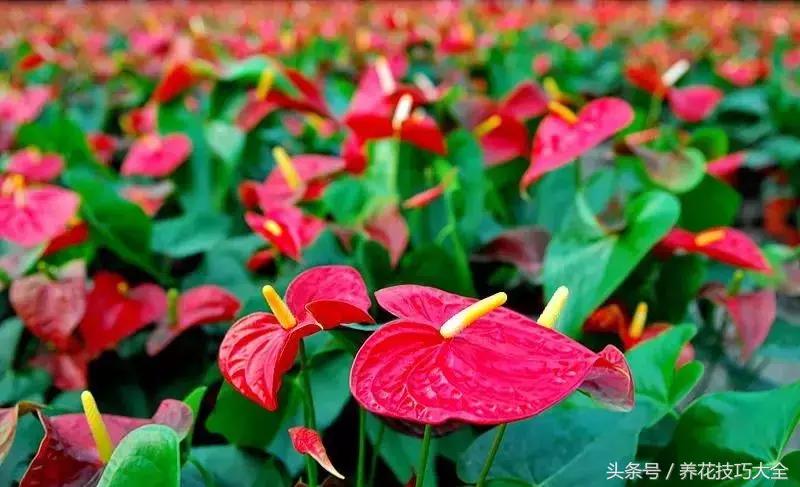 红掌红叶未打开发黑焦干怎么回事,红掌为什么养了三年叶子发黄