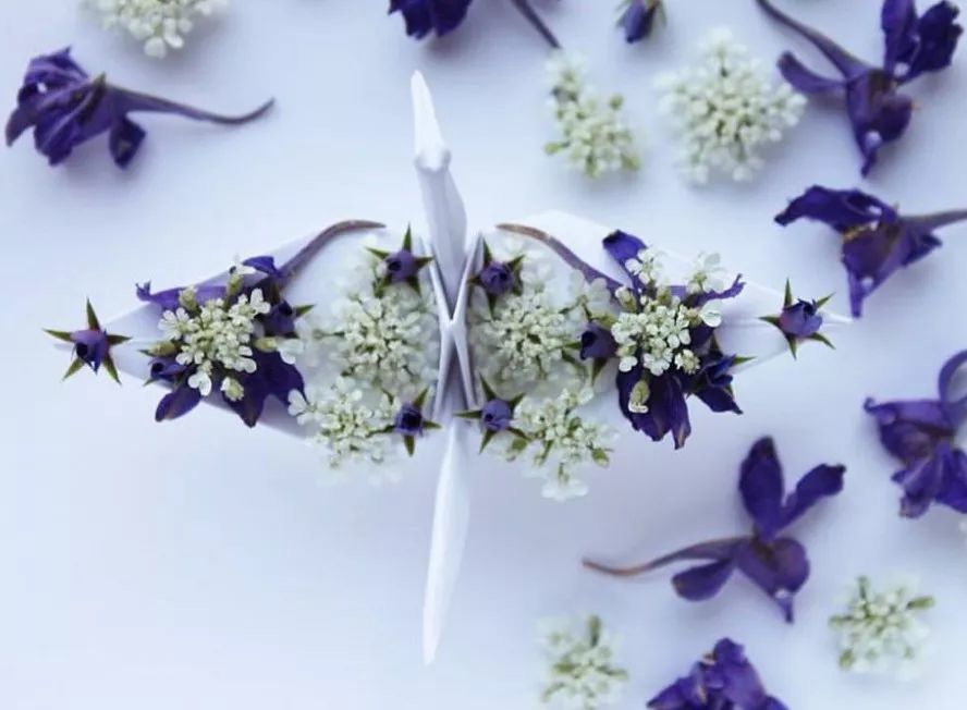 每天折一个千纸鹤,每天折一只纸鹤