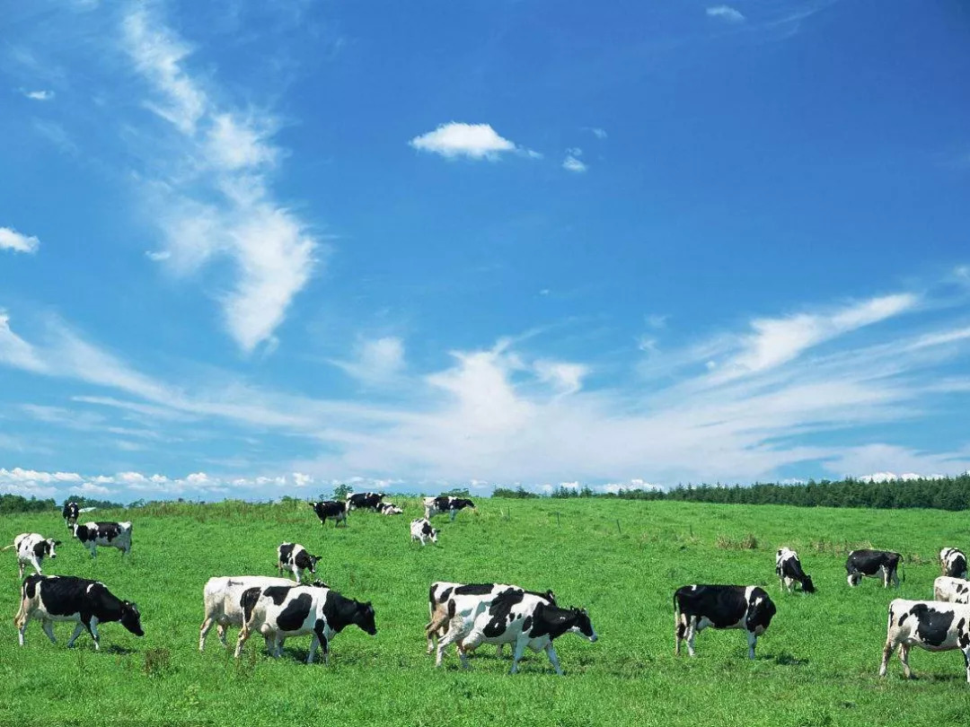 北海道牛乳啵啵奶茶,北海道牛乳风味奶茶怎么喝