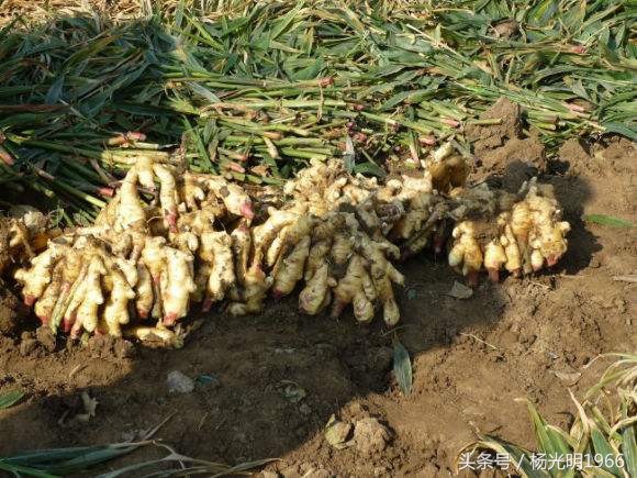 土里刨出金疙瘩,农村土里挖出金疙瘩