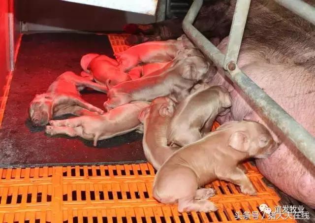 僵猪怎么处理最省钱,治疗僵猪的妙招