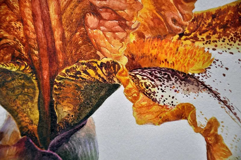 她画的超写实水彩花卉美到窒息,让人惊艳的水彩画