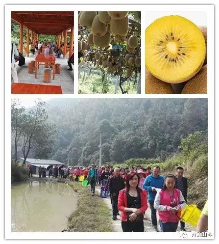 三峡猕猴桃 (中国农民丰收节博山猕猴桃)